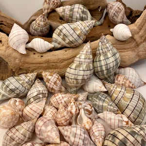 Gebänderte Tulpenmuscheln Assorted, 10 Muscheln. Größe 1 "- 2,5 ". Schöne gebänderte Tulip Shells für Handwerk, Dekor, Schmuck, Kunst und vieles mehr!