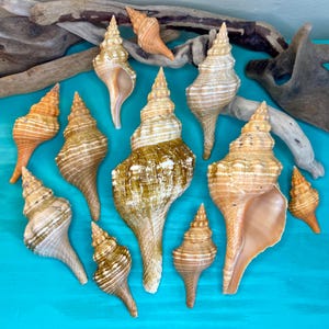 Florida Horse Conch. Rozmiary 2,5" - 8,5". Piękne muszle Florida Horse Conch do rękodzieła, dekoracji, biżuterii, sztuki i nie tylko!