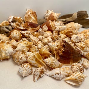 Florida Fighting Conch Shell Assortment. 15 Shells. Beautiful Florida Fighting Conch Shells for crafts, decor, jewelry, art, and more!
