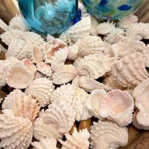 Conchiglie spinose Florida Jewel Box. 25 conchiglie assortite. Bellissime conchiglie spinose Jewel Box per artigianato, decorazioni, gioielli, arte e molto altro!