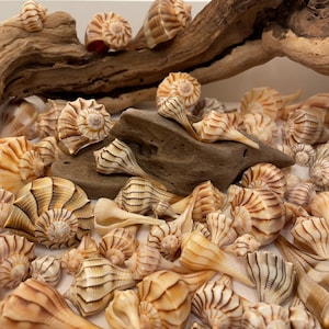 Puede incluir: Una colección de conchas marinas en varios tonos de marrón y blanco. Las conchas tienen una forma espiral con intrincados patrones y crestas. Algunas de las conchas tienen una punta puntiaguda.