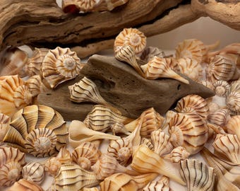 May include: A collection of seashells in various shades of brown and white. The shells have a spiral shape with intricate patterns and ridges. Some of the shells have a pointed tip.
