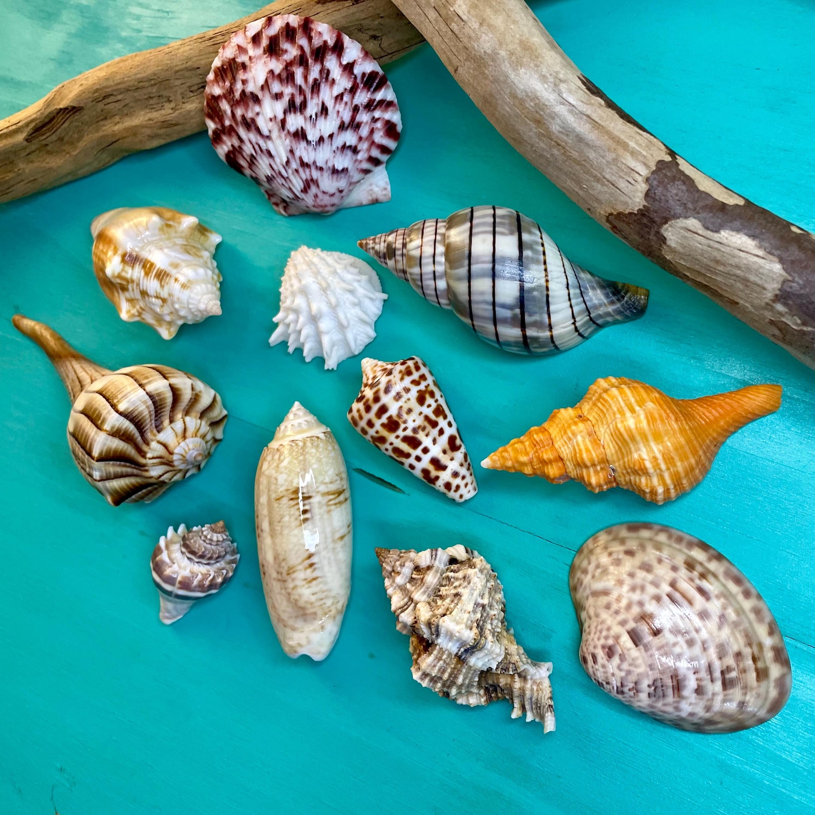 Florida Gulf Coast Variety. 11 Shells Assorted. Beautiful Gulf Coast ...