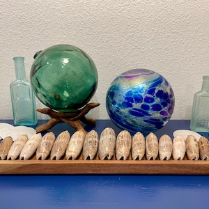 May include: A wooden tray with a row of 20 seashells, a green glass float, a blue iridescent glass ball, and two clear glass bottles on a blue surface.