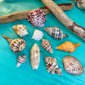 Varietà della costa del Golfo della Florida. 11 conchiglie assortite. Bellissime conchiglie della costa del Golfo per artigianato, decorazioni, gioielli, arte e altro ancora!