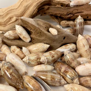 Conchas de oliva con letras, 15 unidades. Tamaño: 1,25"-2,5". Hermosas conchas de oliva para manualidades, decoración, joyería, arte y mucho más.