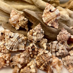 Gusci di Apple Murex assortiti, 15 gusci. Misura 1"-2". Bellissimi gusci di Apple Murex per artigianato, decorazioni, gioielli, arte e molto altro!