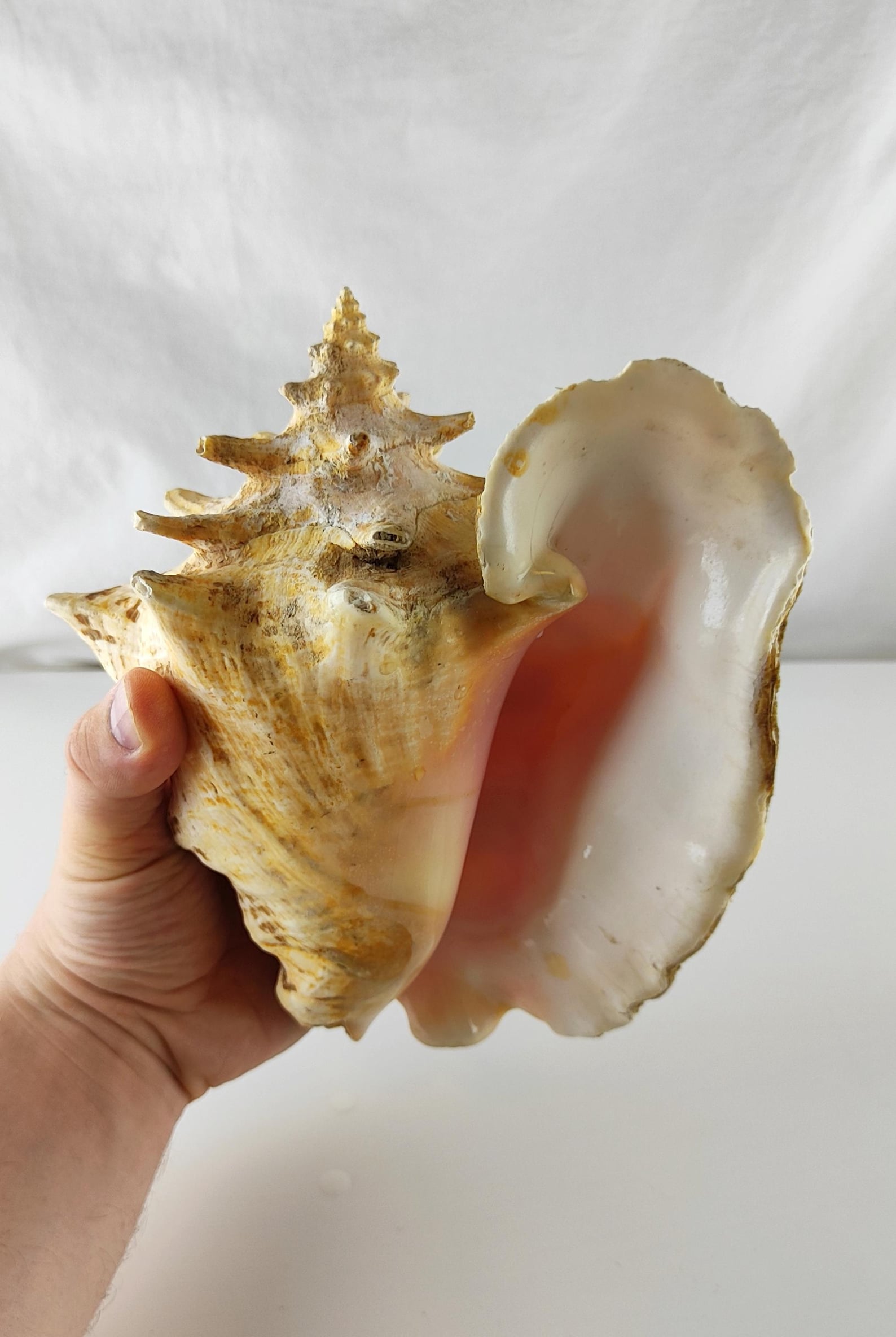 Large Strombus Gigas Queen Conch Shell 21×17×14 cm 1.3 kg Natural Shell ...