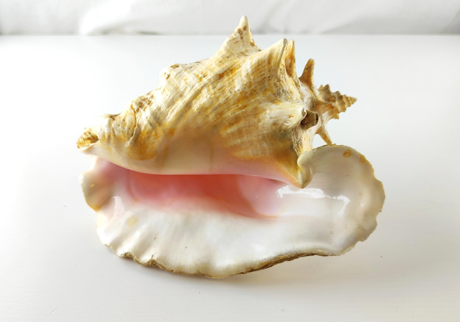 Large Strombus Gigas Queen Conch Shell 21×17×14 cm 1.3 kg Natural Shell ...