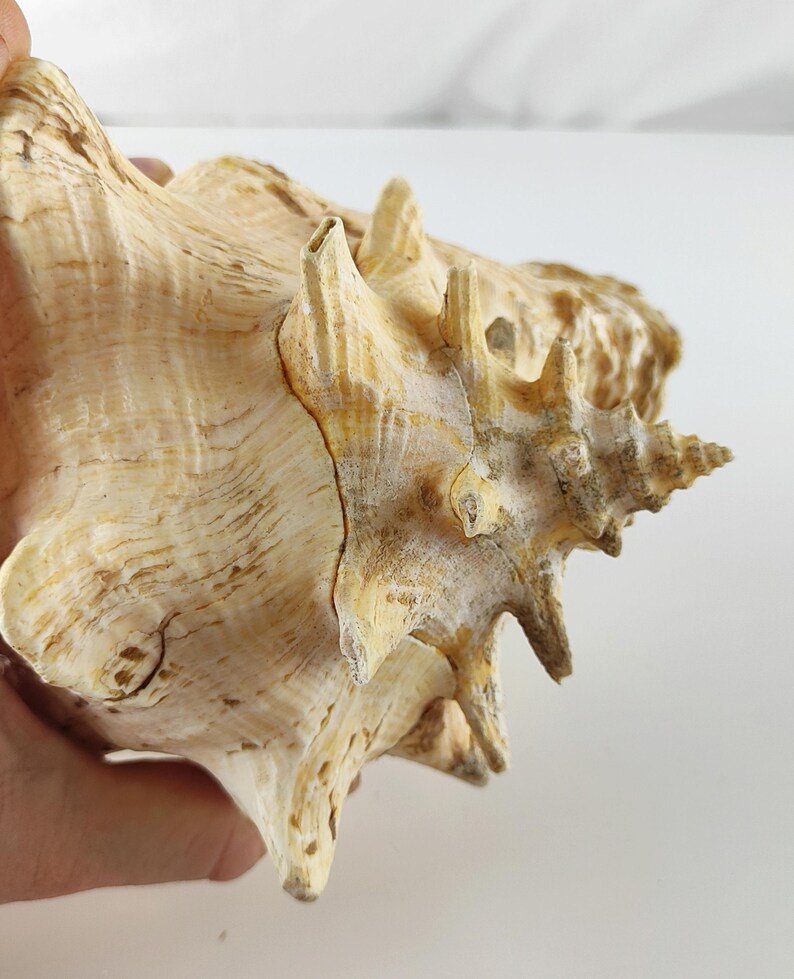 Cream Conch Shell Large Strombus Gigas Queen Conch Shell 21×17×14 cm 1.3 kg Natural Shell ...