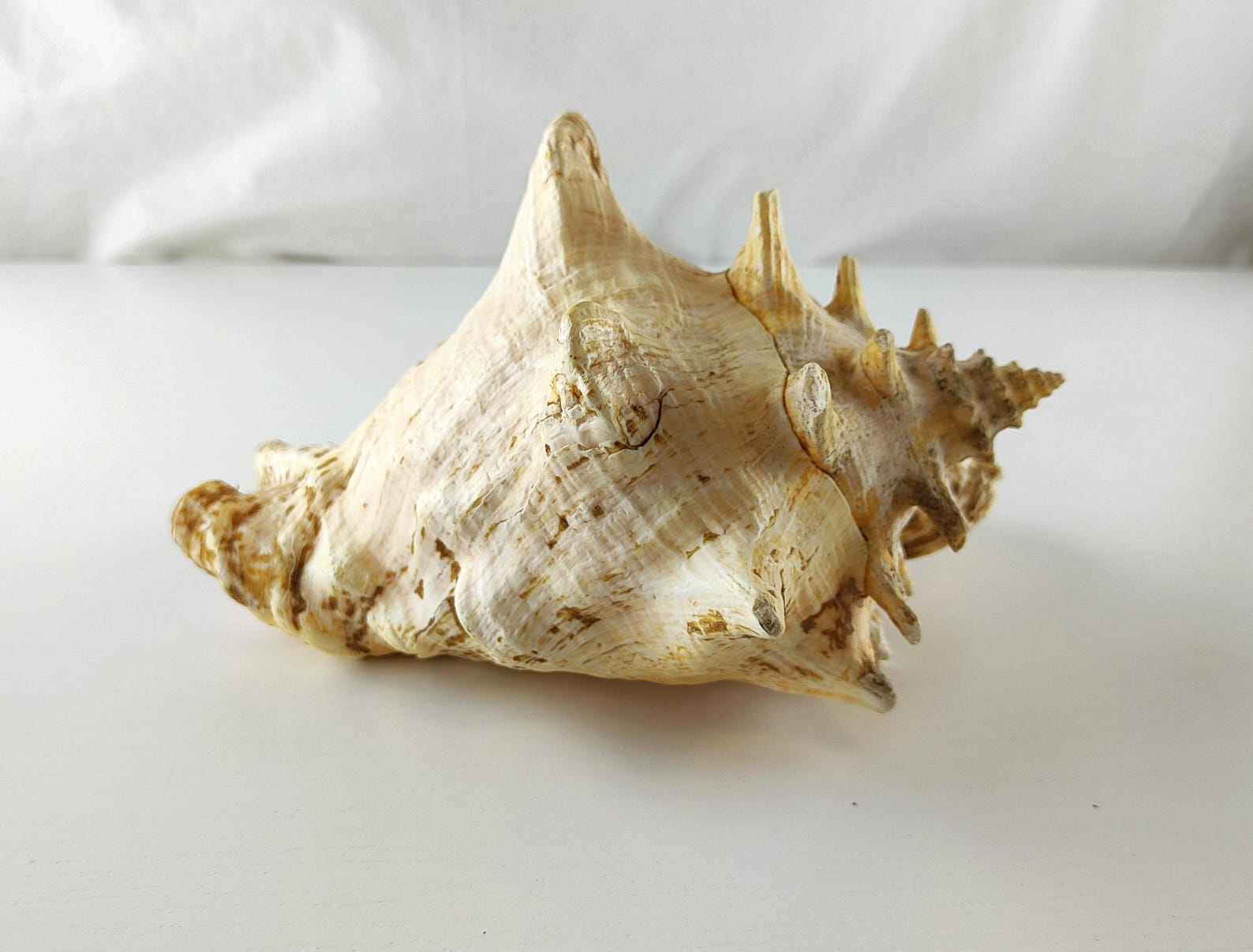 Large Strombus Gigas Queen Conch Shell 21×17×14 cm 1.3 kg Natural Shell ...