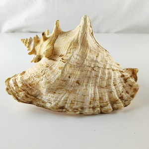 Large Strombus gigas Queen Conch Shell 21×17×14 cm 1.3 kg Natural Shell, Large Natural Seashell for Aquarium Decor, Giant Atlantic Shell