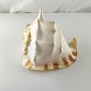 Giant Cassis Cornuta Shell, Large Natural Seashell for Aquarium Decor, Rare Big Cowrie Shell, 9.1″×7.5″×8.7″ 1.42 kg, Giant Atlantic Shell