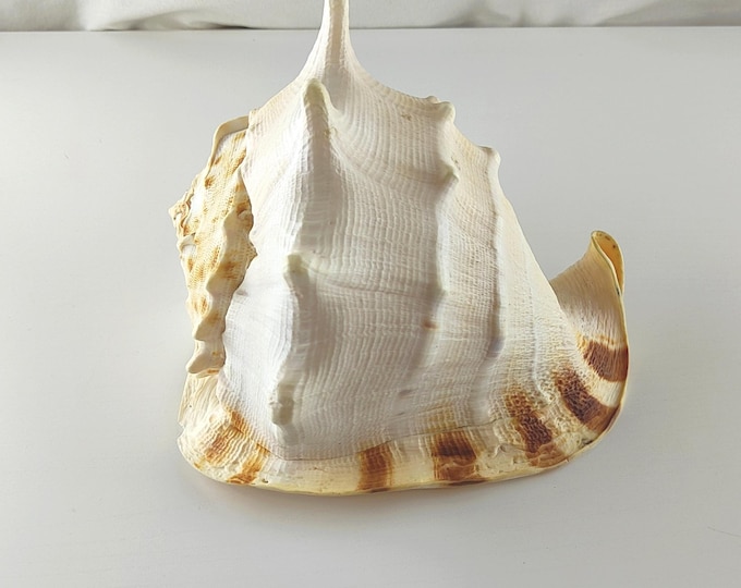 Giant Cassis Cornuta Shell, Large Natural Seashell for Aquarium Decor ...