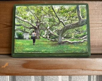 Witness Tree, Valley Forge, Abandoned, House, 5 x 7, Art, Miniature, Spring, Sycamore, Tree, Landscape, Affordable Art, Tiny Art, Rectangle