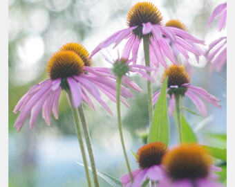Beautiful Purple Cone Flowers Photo Instant Digital Download