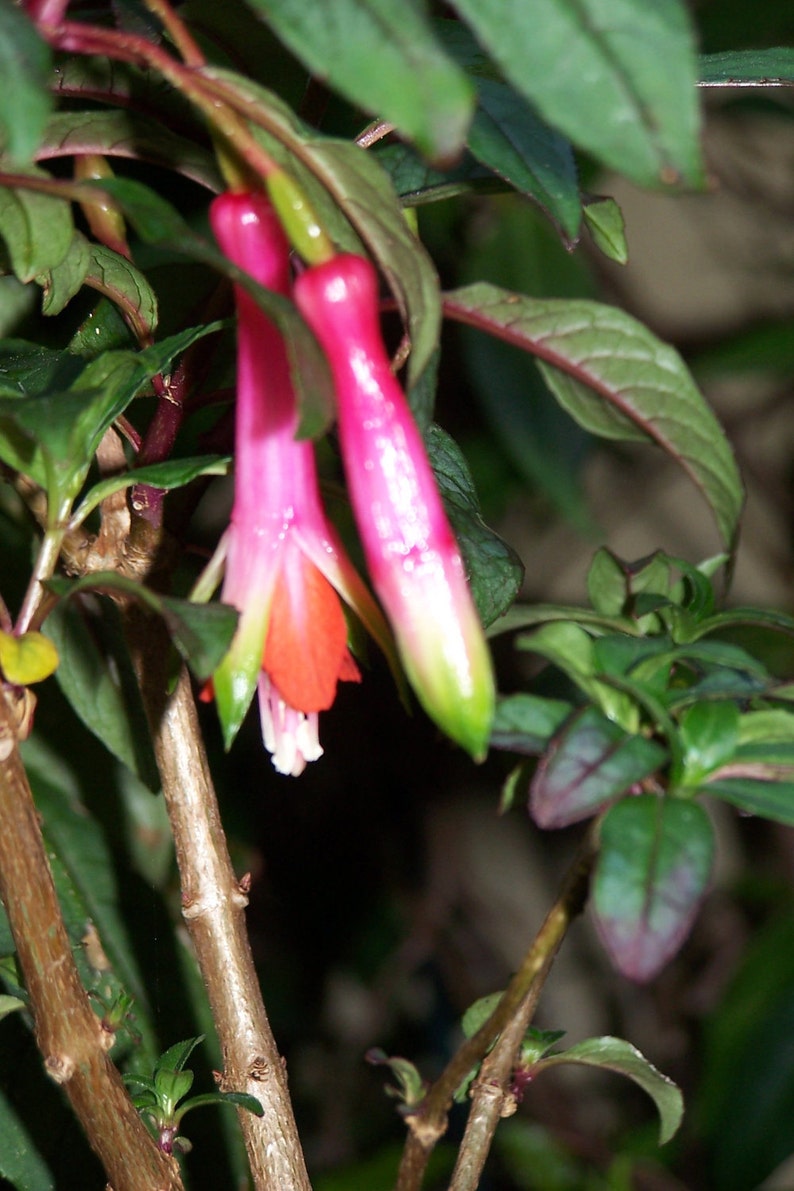 25 Fuchsia Denticulata Seeds SPECIES Etsy UK