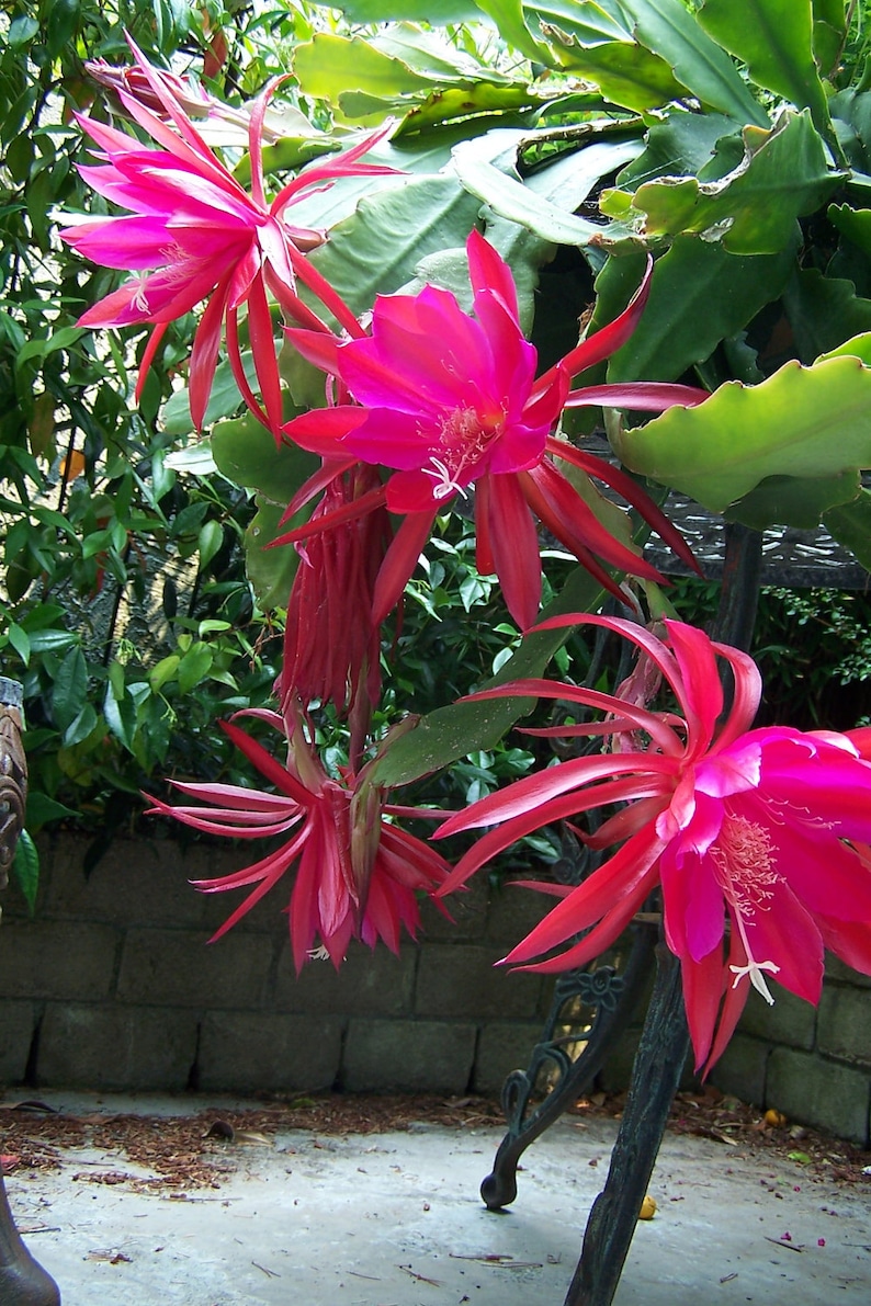 Epiphyllum 'Desert Evening XXL Fragrant Flower 1 Cutting Etsy