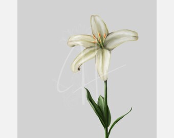 Handgetekende witte lelie bloemenkunstprint (digitale download)