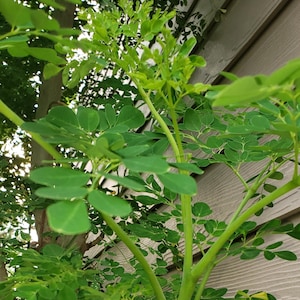 May include: Close-up of a moringa tree with bright green leaves and stems. The leaves are small and oval-shaped, and the stems are a vibrant green color. The tree is growing near a wooden structure.