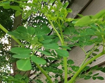 Fresh Green Moringa Leaves Moringa oleifera