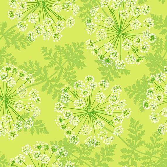 Flora and Fauna Wild Carrots in Grass Flora and Fauna Wild Carrots in Grass