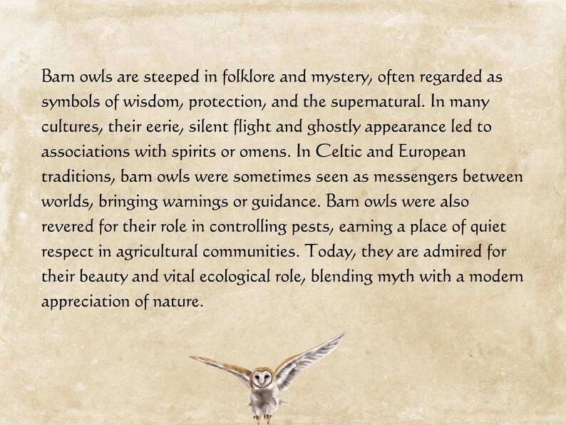 May include: Text about barn owls, symbols of wisdom and mystery, with a flying owl illustration at the bottom. The text describes the owl's role in folklore, its association with spirits, and its ecological importance.