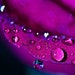 Valentines Day Photography Valentine heart romantic macro water drops photograph home decor for her wall art plum purple dark black Print