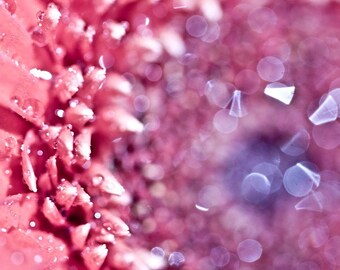 Sparkles on a Gerbera Daisy - 5x7 Fine Art Print