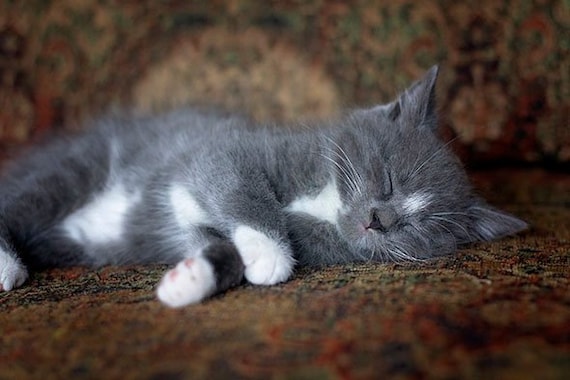 grey baby kitten