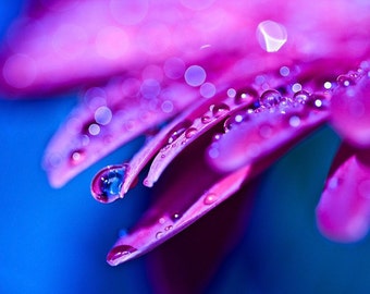 Vibrant Pink and Blue - 5x7 Fine Art Print