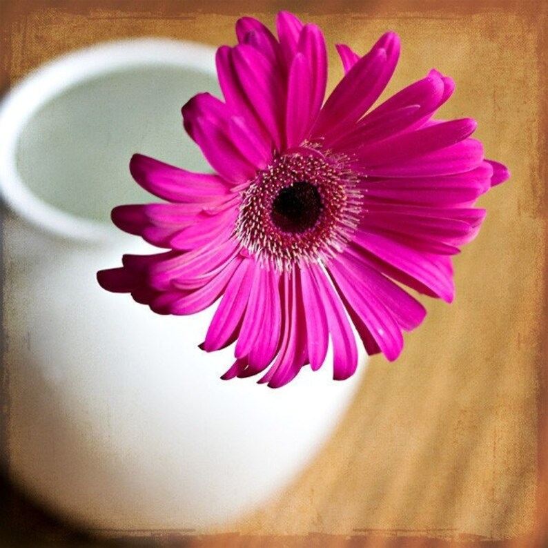 Pink Gerbera Daisy 8x8 Fine Art Print Etsy