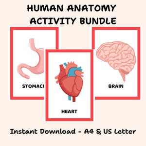 Printable Human Anatomy Activities for Kids, Internal Organs Flascard, Printable Organ Cut Outs, Montessori Preschool Body Parts Flashcard