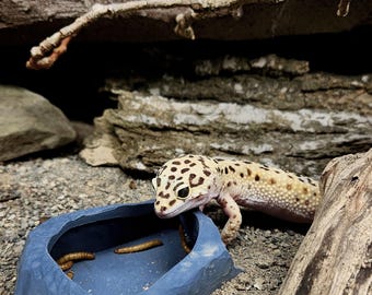 Escape Resistant Feeder Bowl: Leopard Gecko Bioactive Enclosure