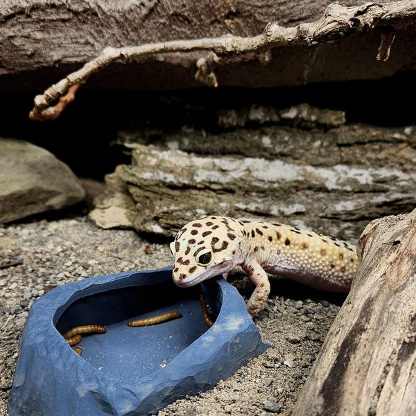 Escape Resistant Feeder Bowl: Leopard Gecko Bioactive Enclosure