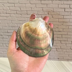 May include: A large, iridescent seashell with a pearlescent sheen, displaying a range of colors including green, brown, and gold. The shell is held in a hand, showcasing its size and natural beauty. A small string is attached to the top.
