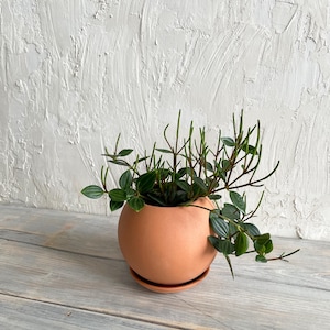 May include: A spherical terracotta planter with a matching saucer containing a Peperomia plant. The plant features dark green, oval-shaped leaves with light green longitudinal veins and thin, upright, leafless stems extending from the center.