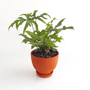 May include: A green leafy plant in a terracotta pot with a saucer. The plant has a variety of leaves, some with a more rounded shape and others with a more pointed shape.