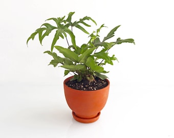 Peut inclure: Une plante verte feuillue dans un pot en terre cuite avec une soucoupe. La plante a des feuilles de formes variées, certaines plus arrondies et d'autres plus pointues.
