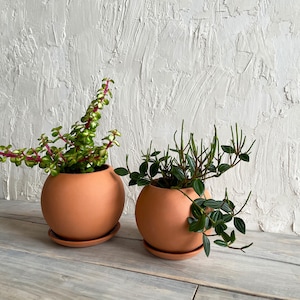 May include: Two spherical terracotta planters with matching saucers, each containing a different green plant. The left planter holds a succulent with variegated leaves and pink stems, while the right planter holds a plant with dark green leaves.