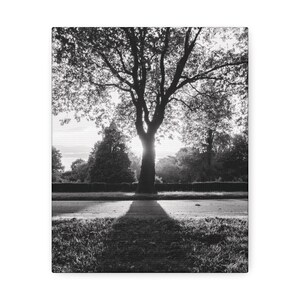 Stretched Canvas Black and White tree on the Victoria Embankment Nottingham England