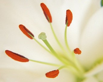 Oriental Lily Flower photographier - 8 x 6 - botanique, natures mortes, macro, gros plan, floral, art floral