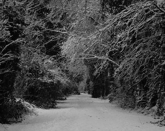 Winter Snowy Landscape Photograph - 10x8 - Christmas, woods, black and white, forest, trees