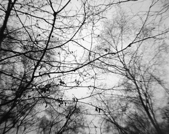 Black & White Trees - Genuine Lomography Photo - 8x8 - nature, woods, forest, canopy, sky, gray, dark, darkness, gothic, creepy