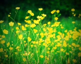 Springtime English Meadow Buttercups Photograph - 7x5 - flowers, spring, summer, yellow, green, floral, season, retro, vintage style, lomo