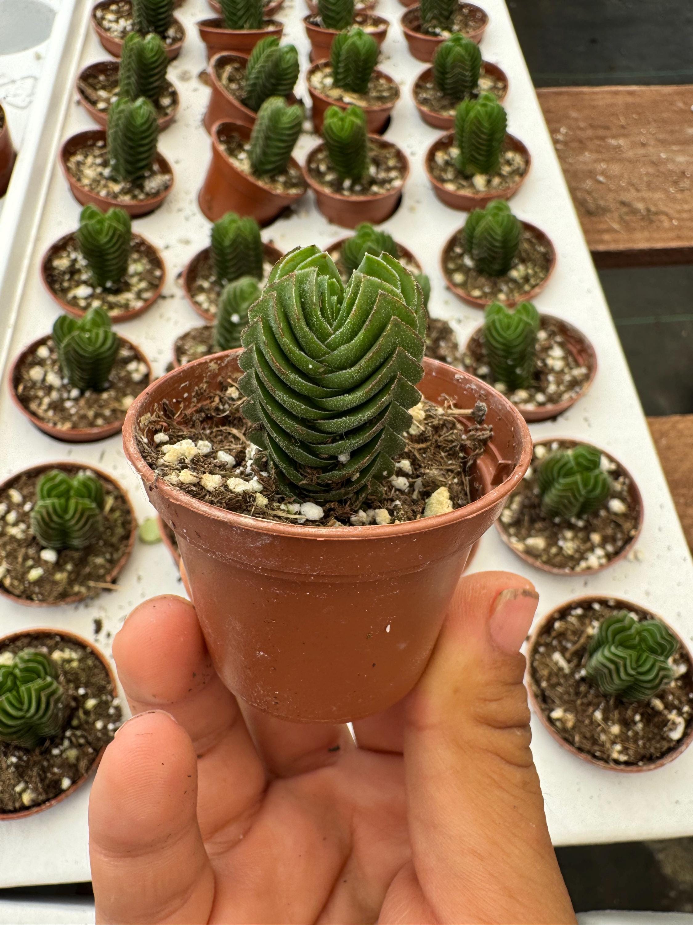 Succulent 2 Inch Pots - Etsy