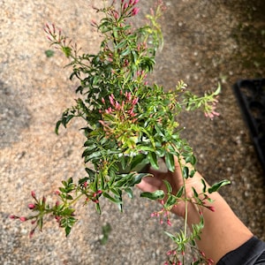 Pink Jasmine Jasmine Polyanthrum 4 inch pot Plant In Bud Fragrant Plant