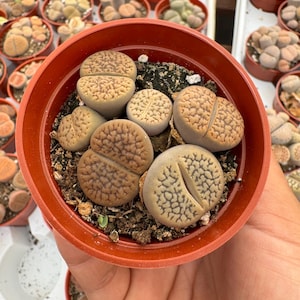 May include: A close-up of a small, round, terracotta-colored pot filled with several Lithops plants. The plants have a split, rounded shape with textured, brown and tan surfaces. The pot is held in a person's hand, with other similar pots in the background.