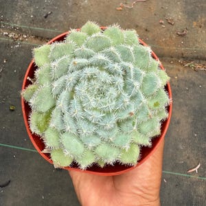 Puede incluir: Una planta suculenta en una maceta pequeña y redonda de color terracota. La planta tiene hojas verdes claras y difusas dispuestas en un patrón en espiral. Las hojas tienen bordes blancos y puntiagudos. La maceta está en la mano de una persona.
