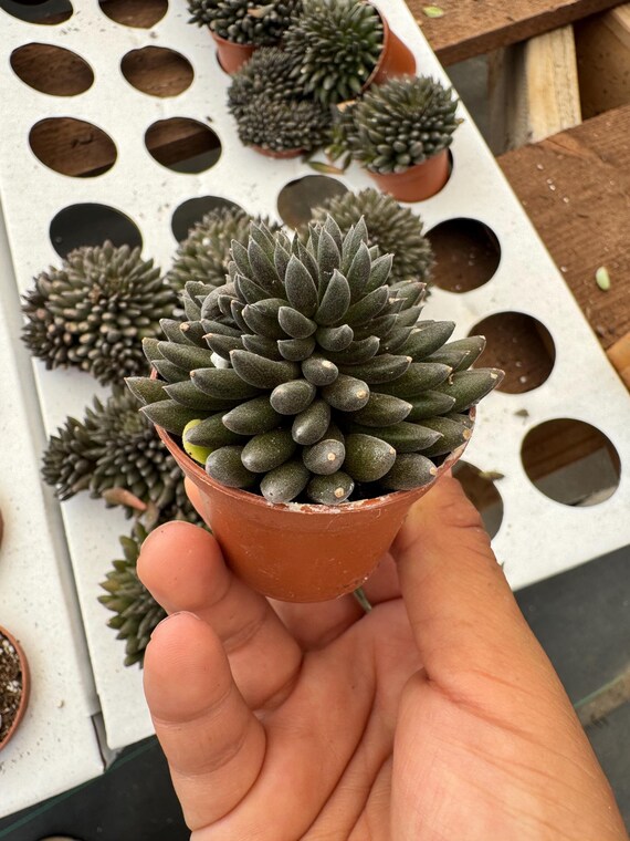 Crassula Black Sea Urchin Succulent Plant 2 inch pot